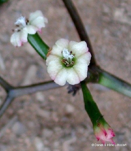 Pisonia gigantocarpa flower