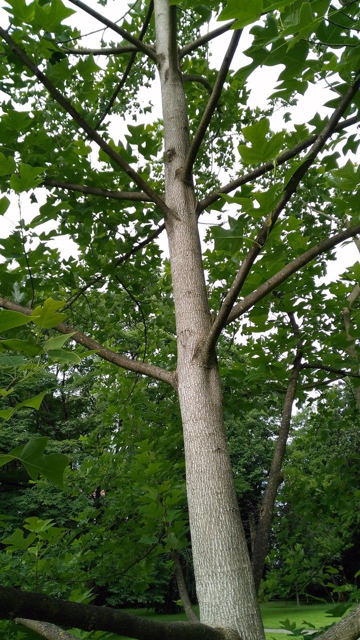 Liriodendron chinensis habit