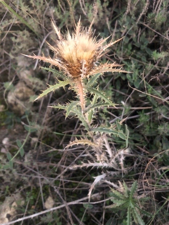 Carlina corymbosa leaf