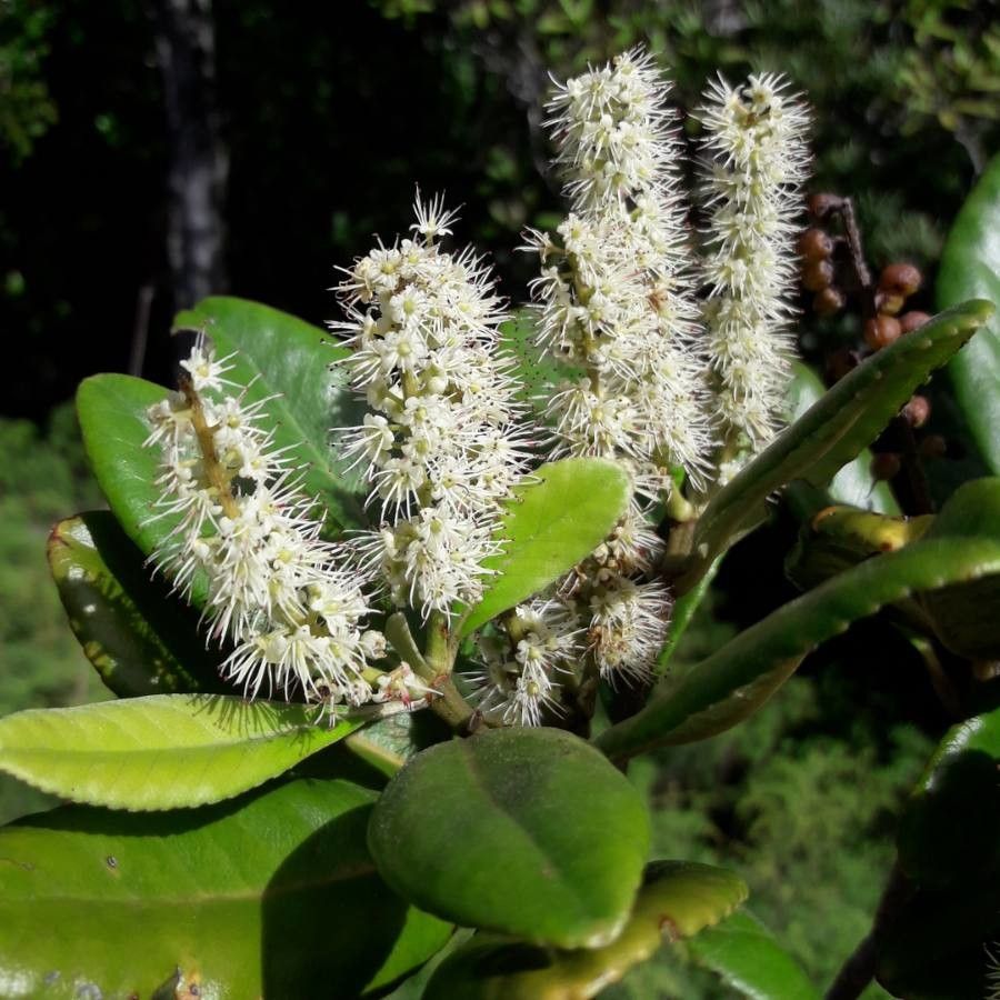 Cunonia balansae flower