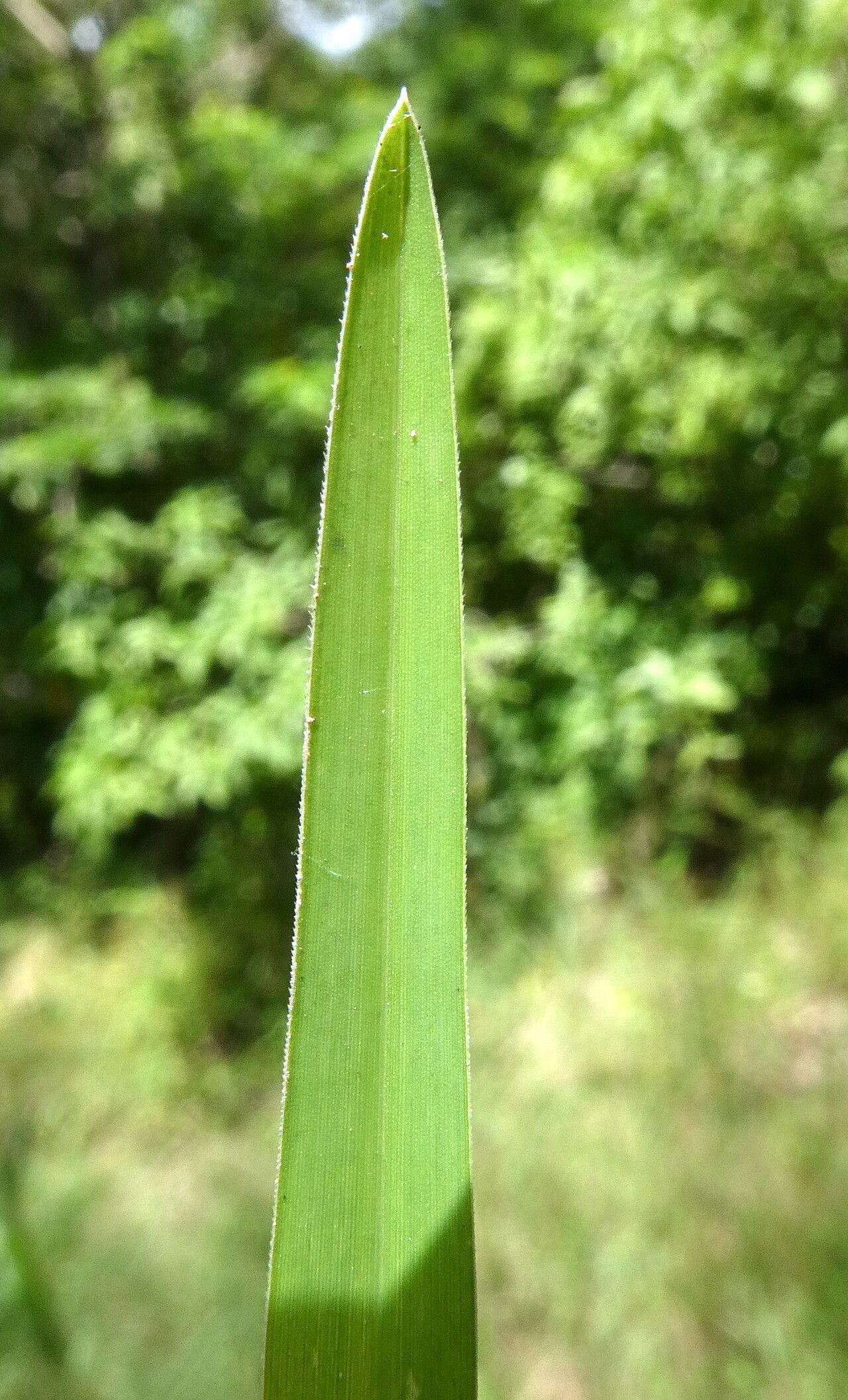Setaria flavida — search result for 'Setaria'