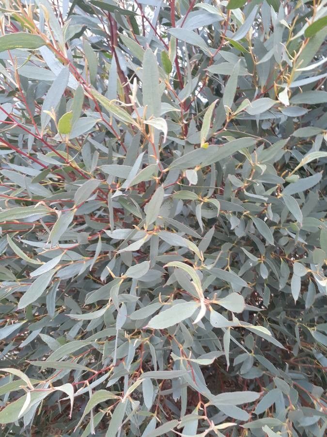 Eucalyptus steedmanii — houseplant care guide