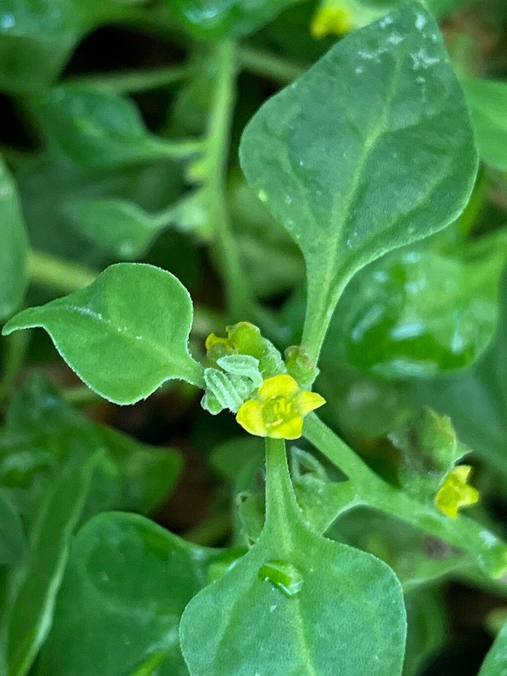 Tetragonia echinata flower