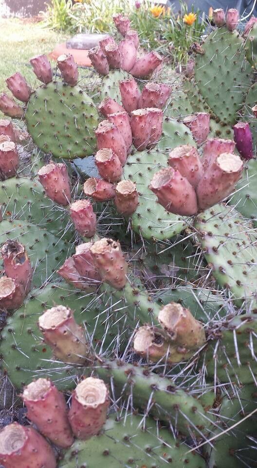 Opuntia macrocentra fruit