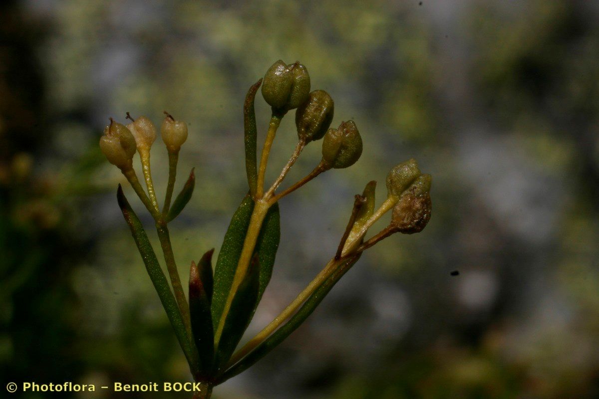 Galium tendae fruit