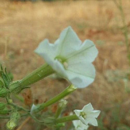 Nicotiana acuminata flower