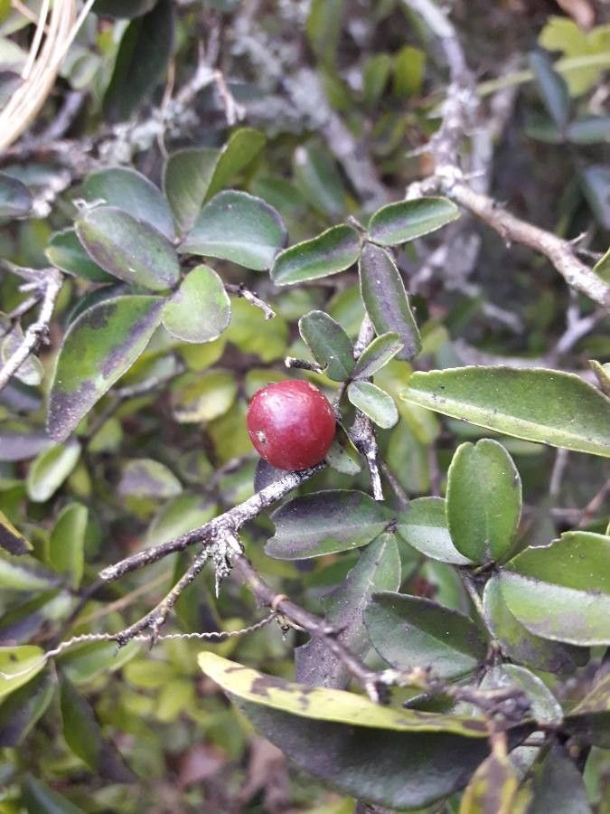 Triphasia trifolia fruit