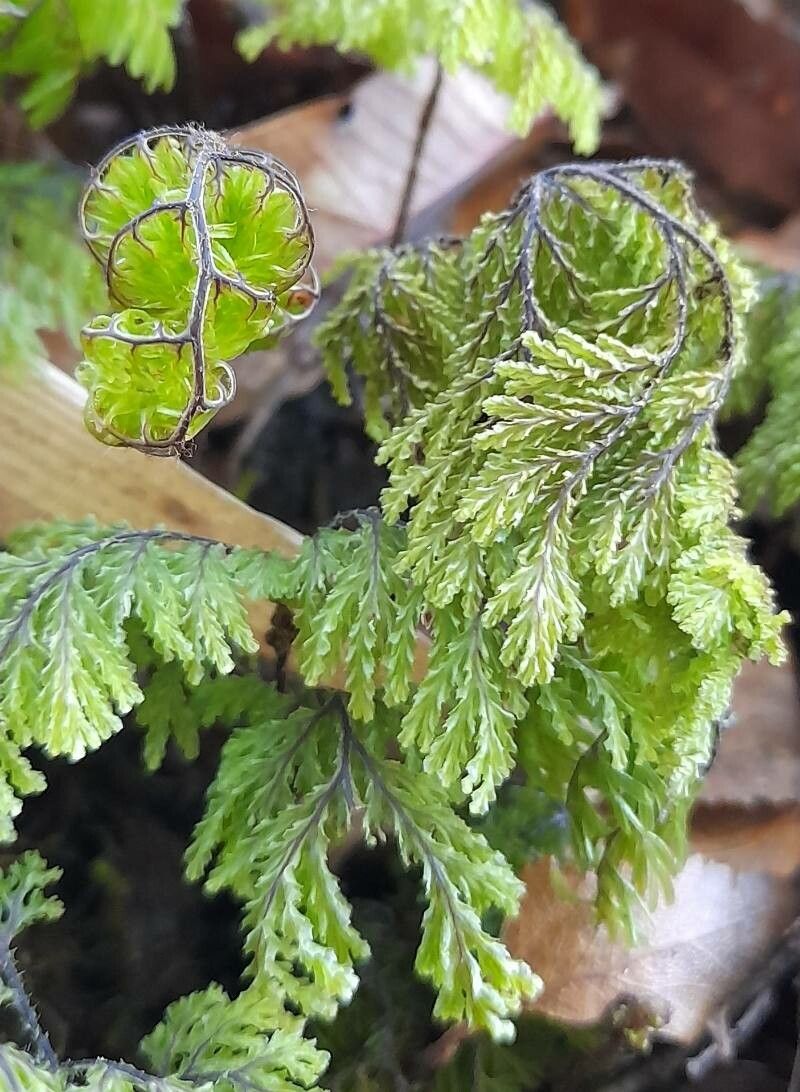 Hymenophyllum dentatum leaf