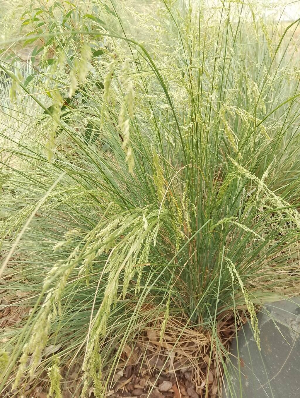 Festuca elegans leaf