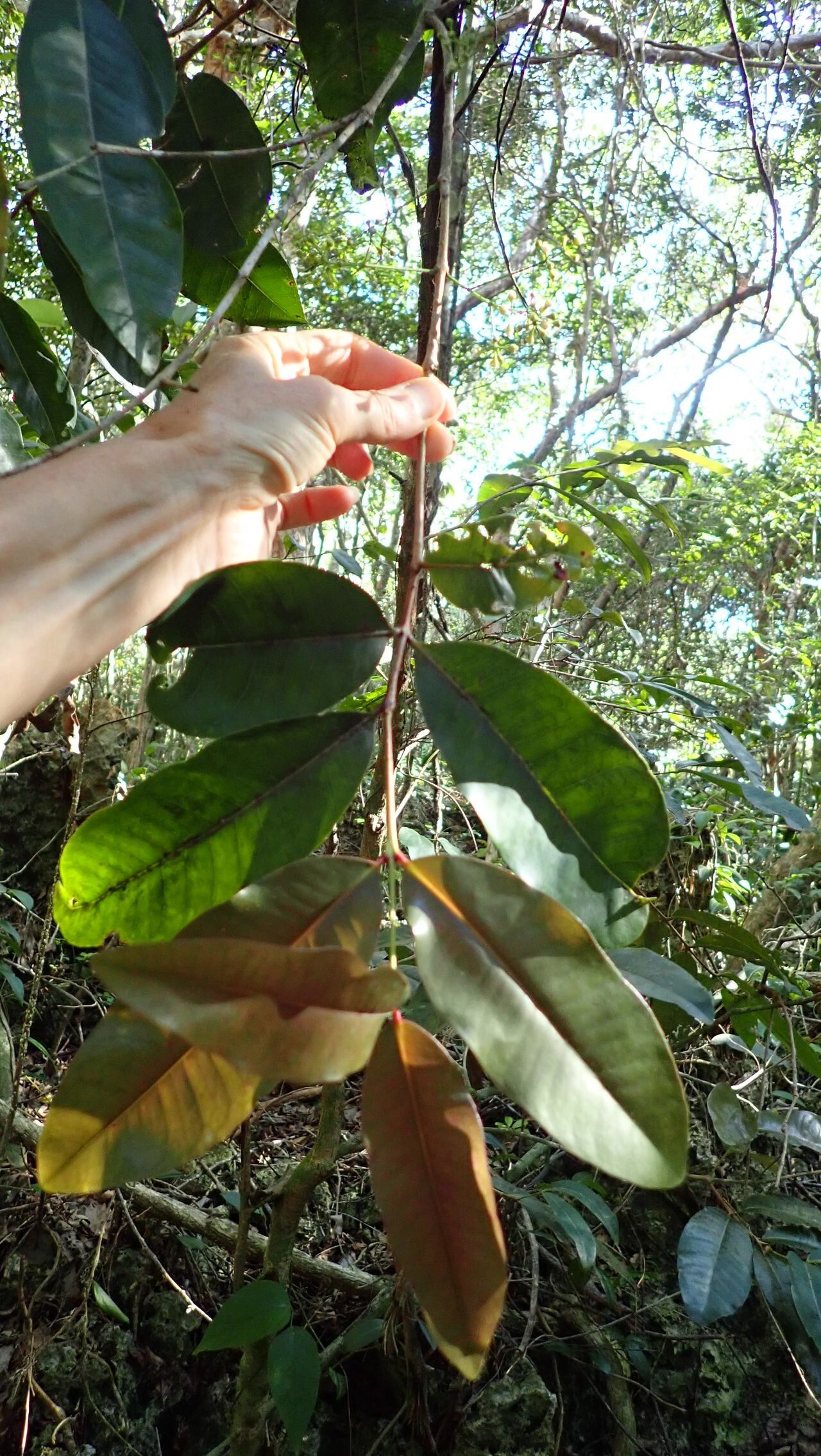 Syzygium pseudopinnatum — houseplant care guide