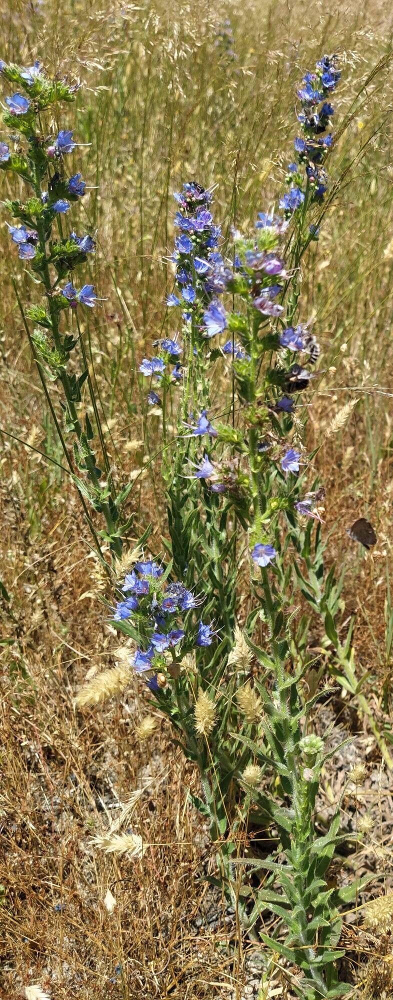 Echium salmanticum flower