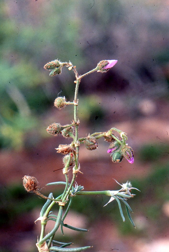 Spergularia heldreichii habit