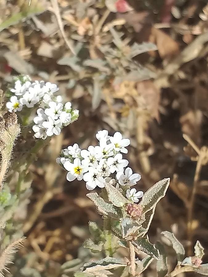 Heliotropium ramosissimum flower