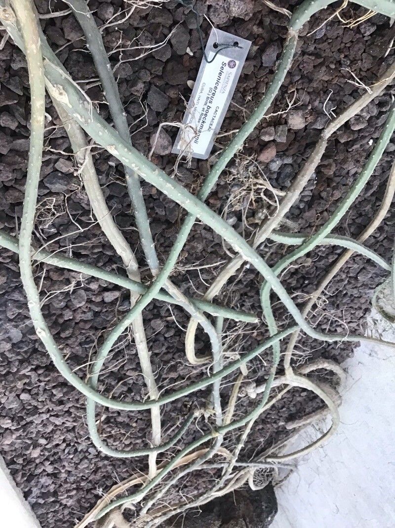 Selenicereus boeckmannii