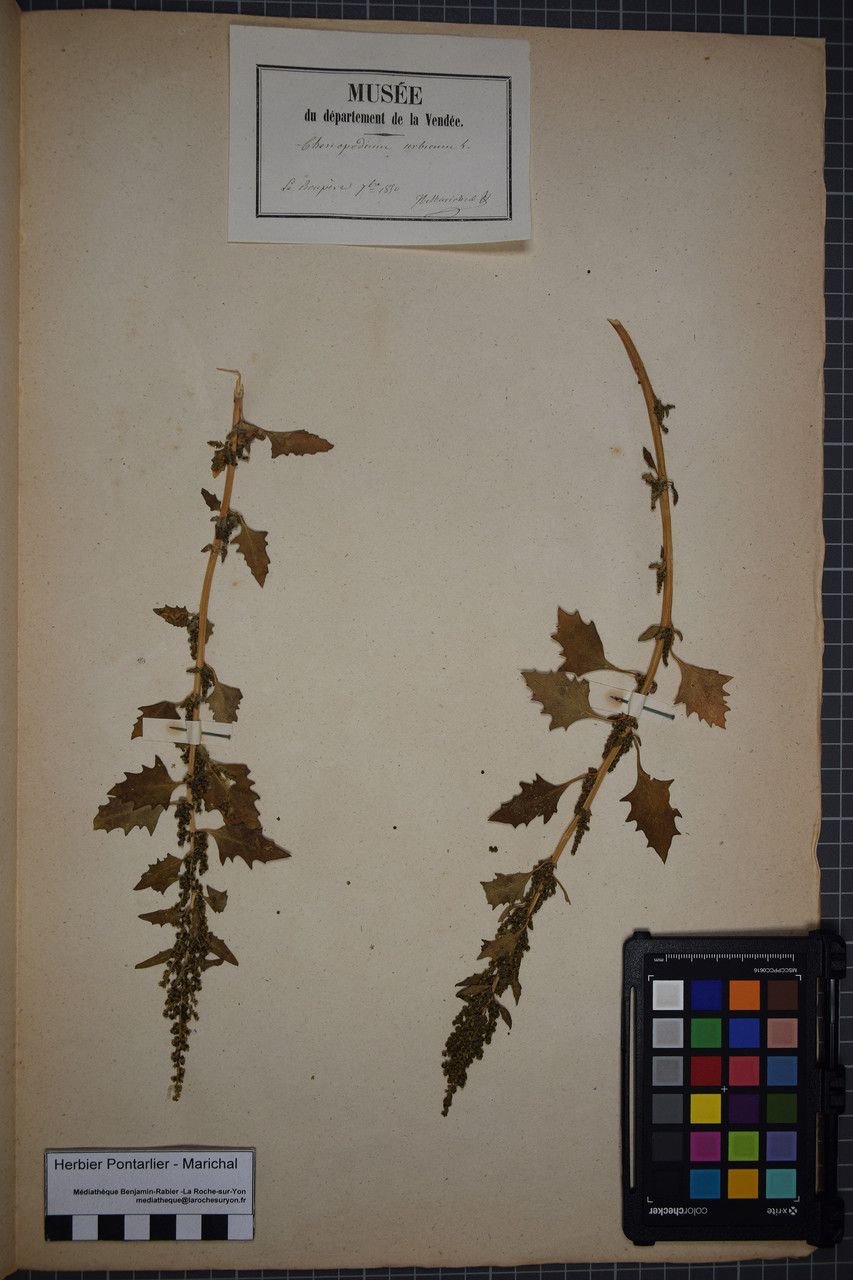 Oxybasis urbica other