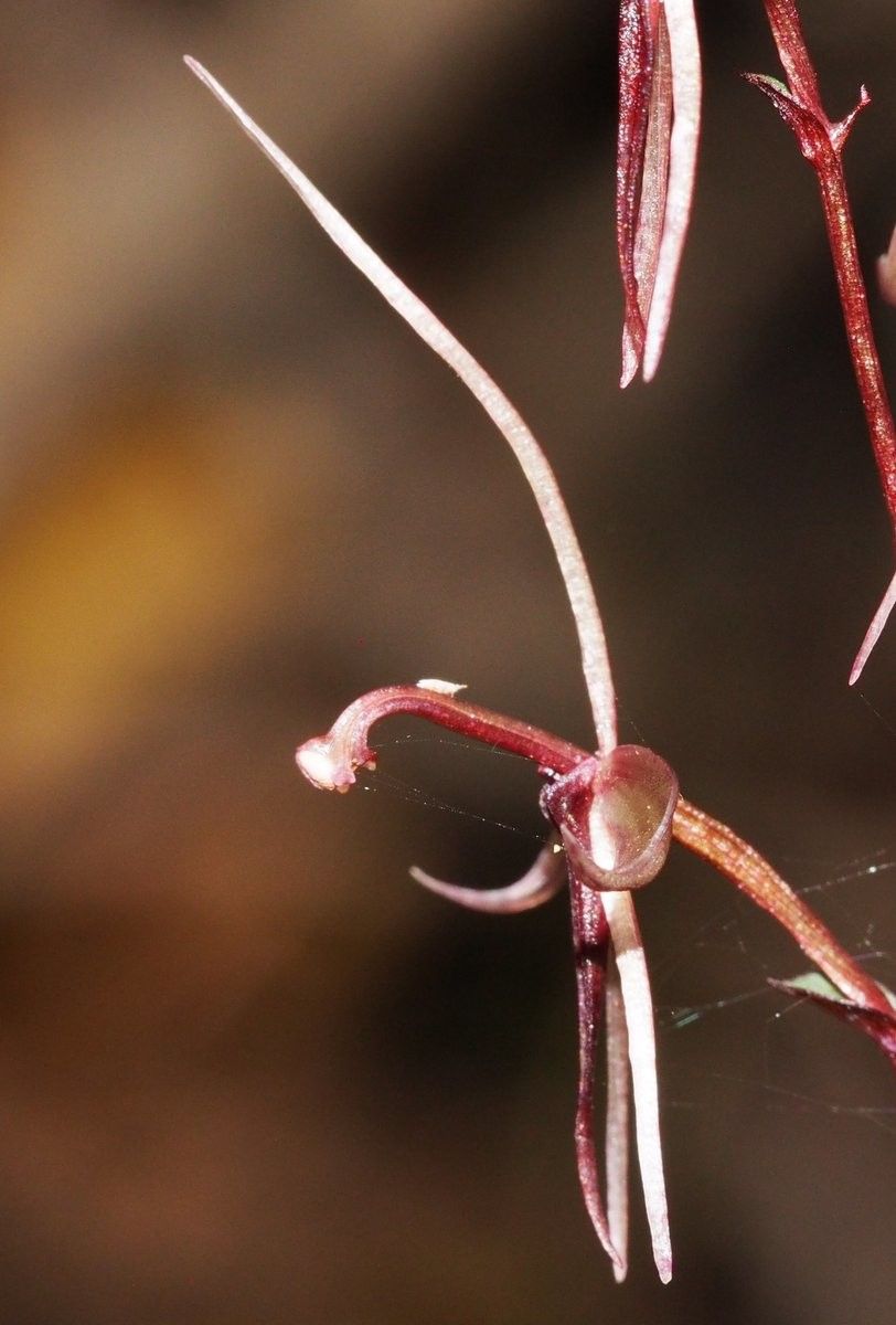 Acianthus uvarius fruit
