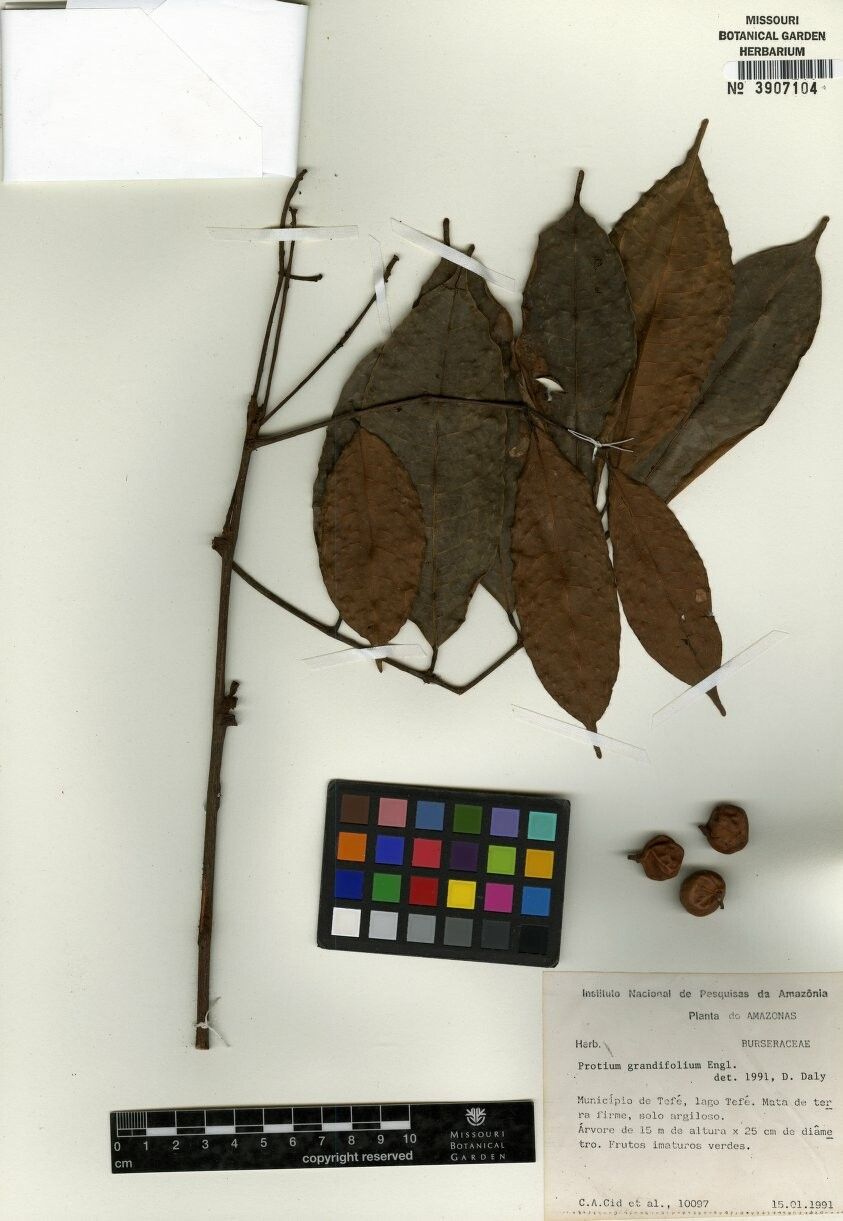 Protium grandifolium — houseplant care guide