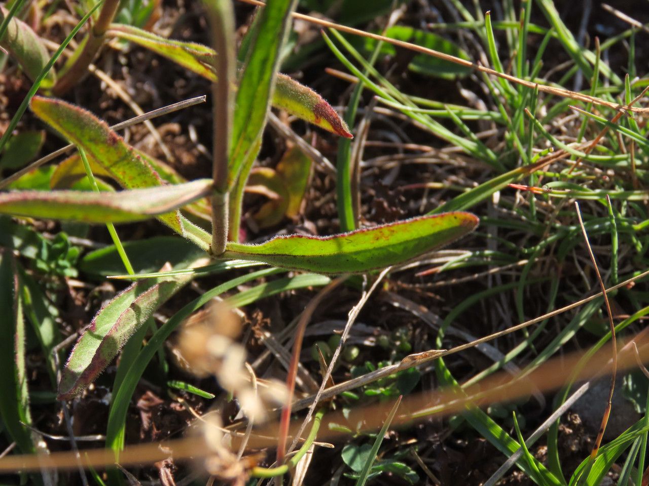 Veronica barrelieri — houseplant care guide