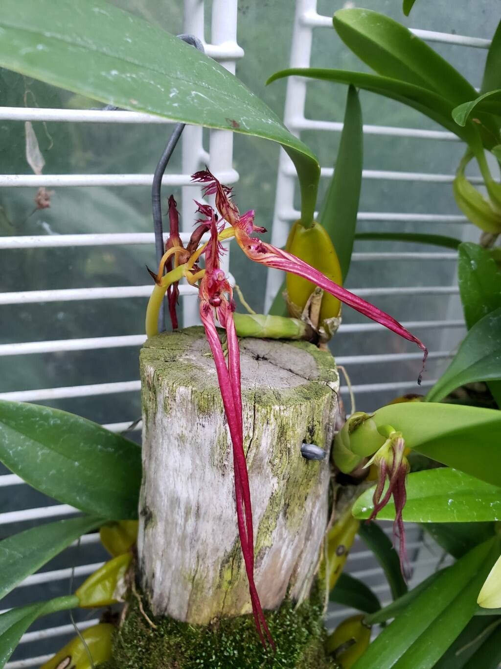 Bulbophyllum wendlandianum flower