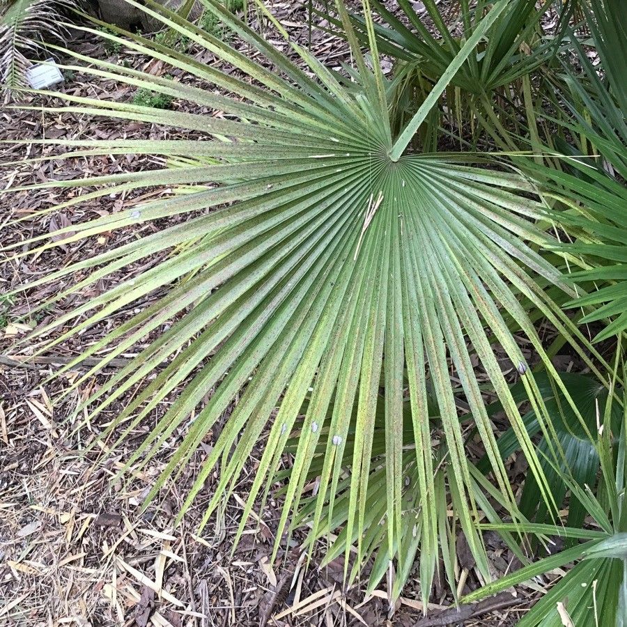 Acoelorrhaphe wrightii — search result for 'Bahamas'