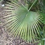 Acoelorrhaphe wrightii