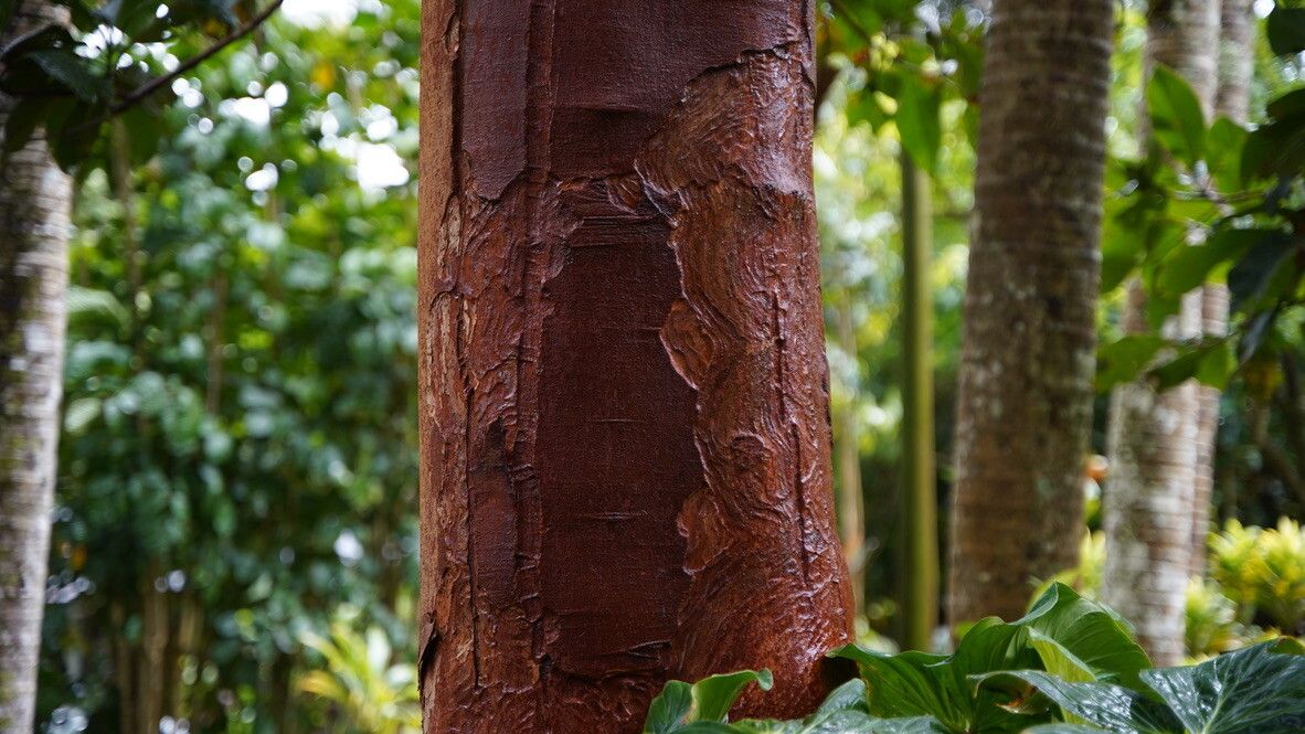 Beilschmiedia anay bark