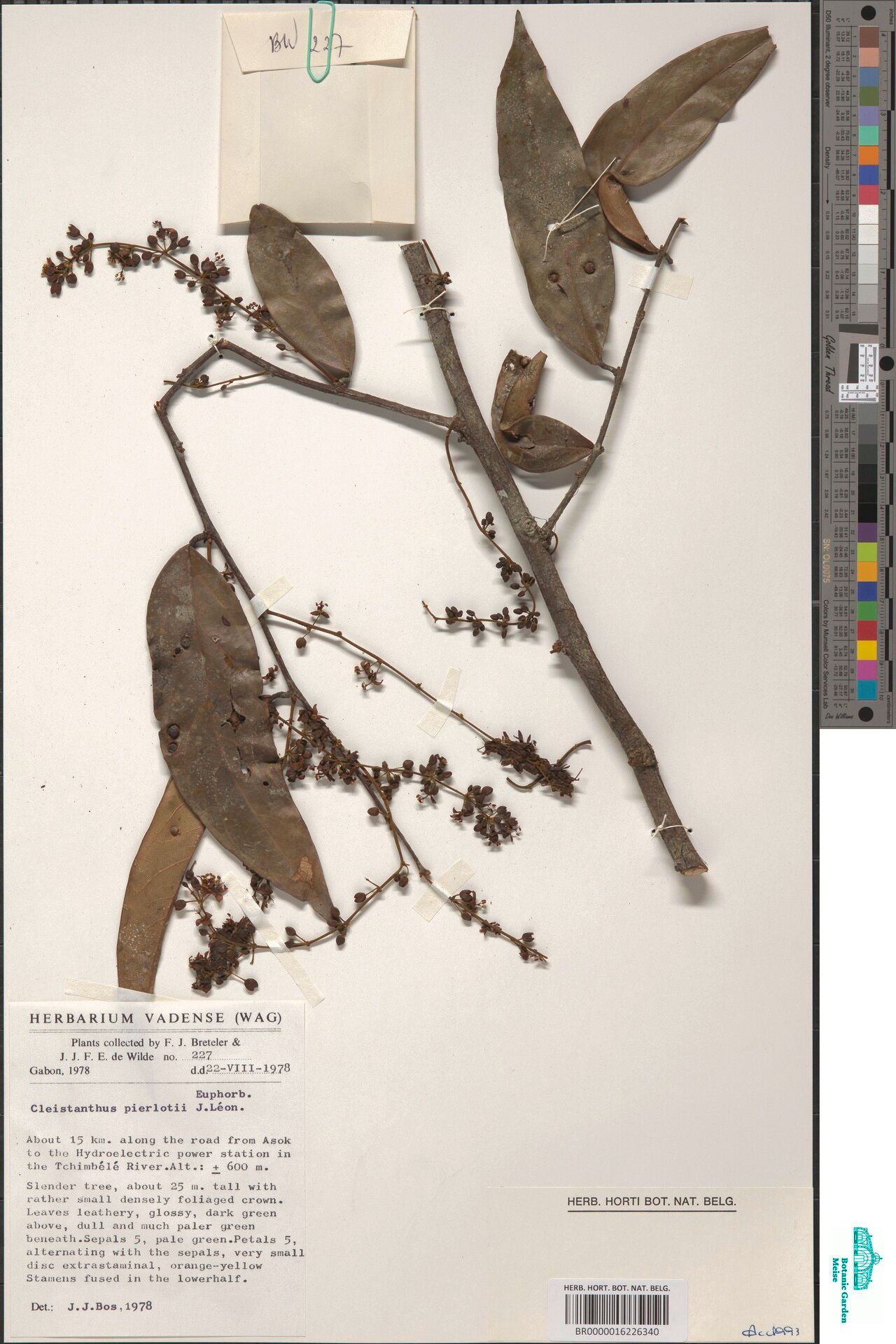 Cleistanthus ngounyensis other