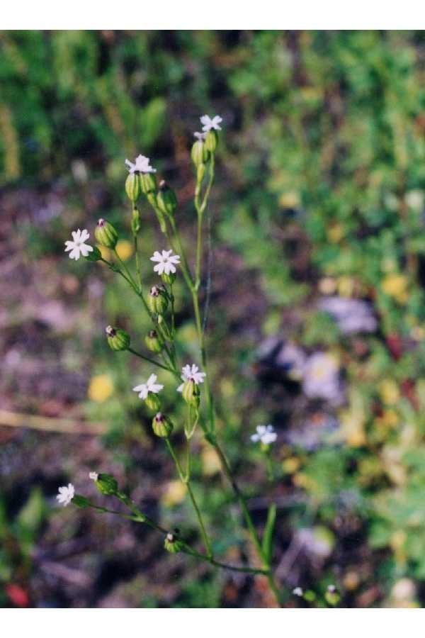 Silene antirrhina habit