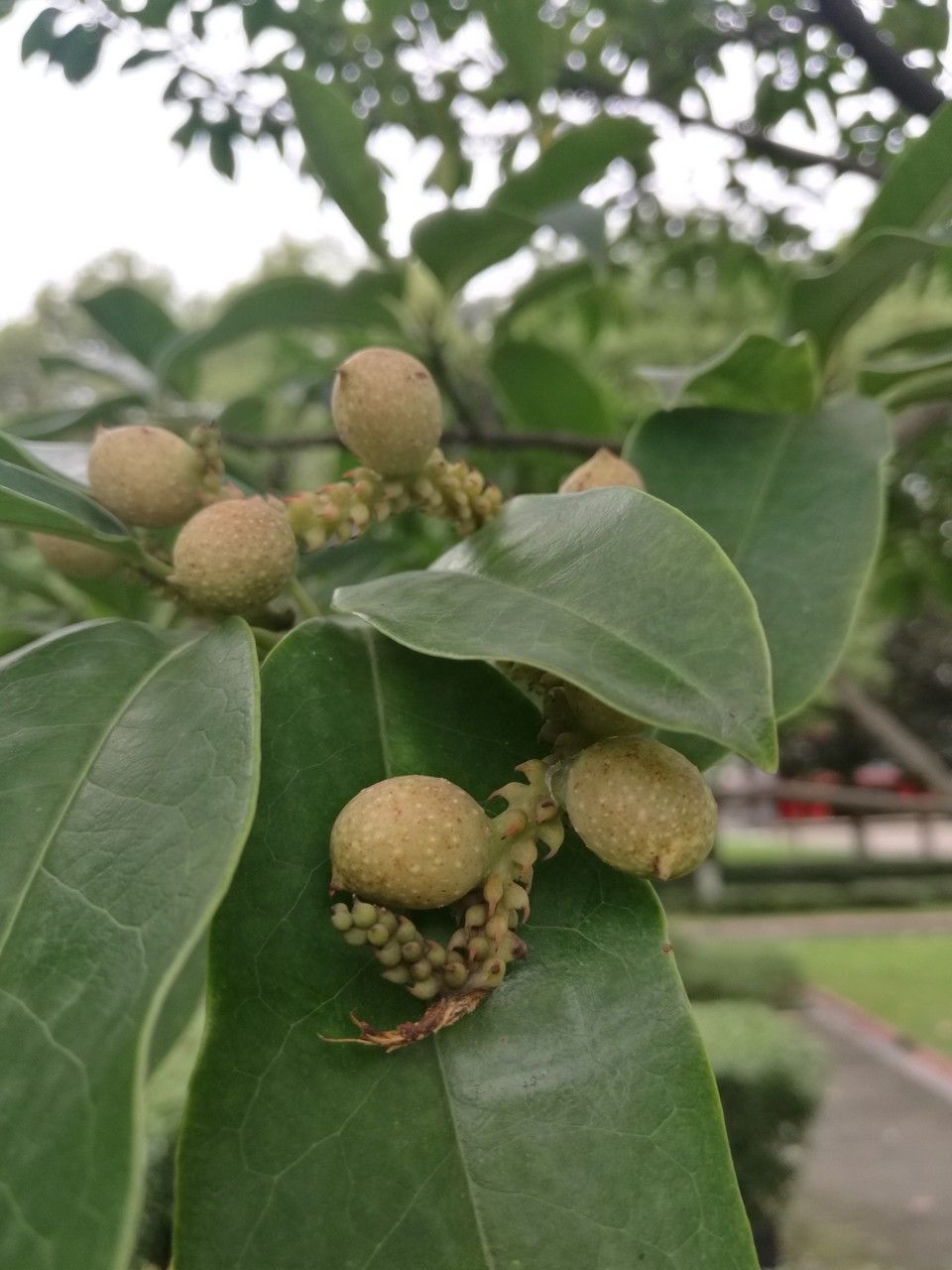 Magnolia maudiae fruit