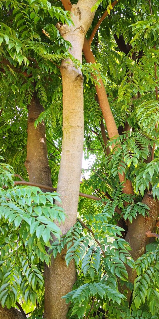 Erythrophleum fordii habit