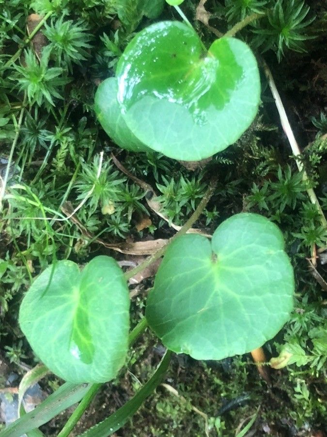 Soldanella villosa — houseplant care guide