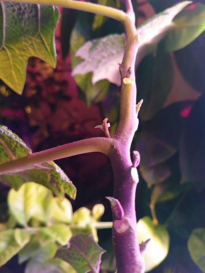 Solanum sessiliflorum bark