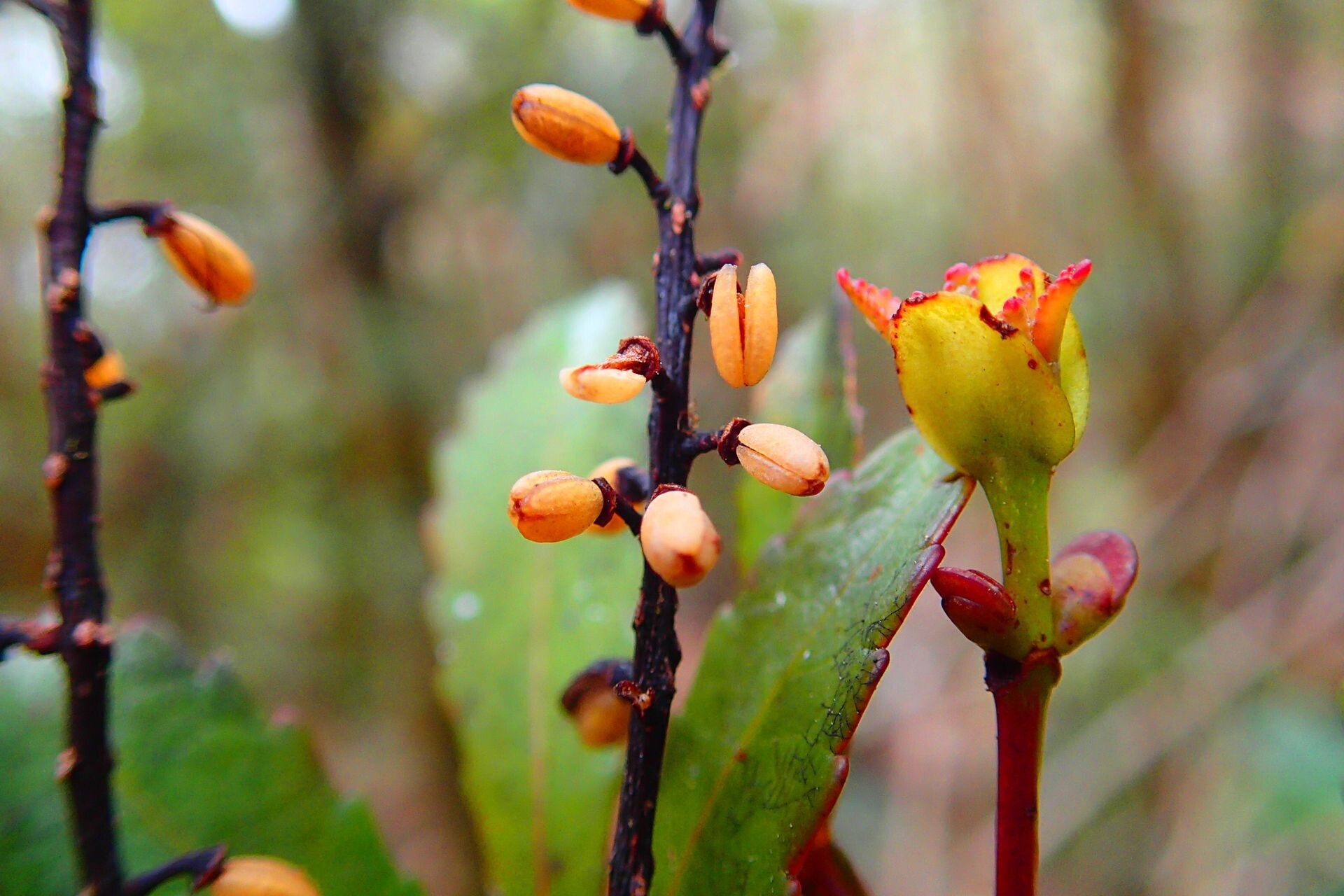Cunonia montana fruit