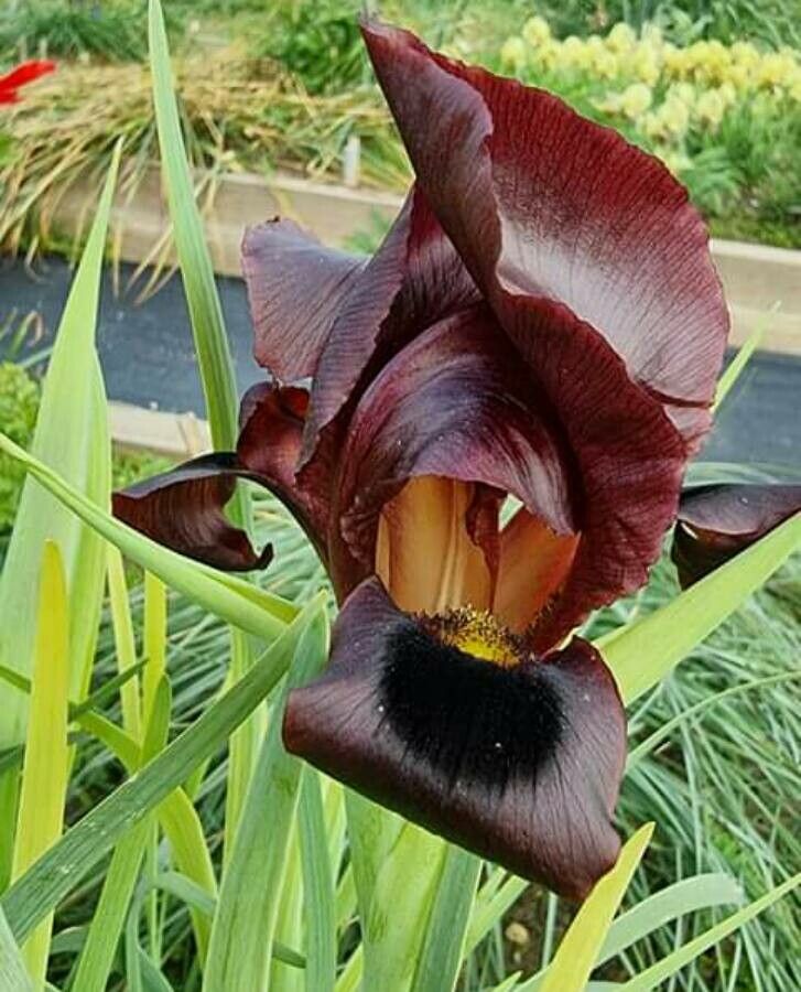 Iris swensoniana — search result for 'Syria'