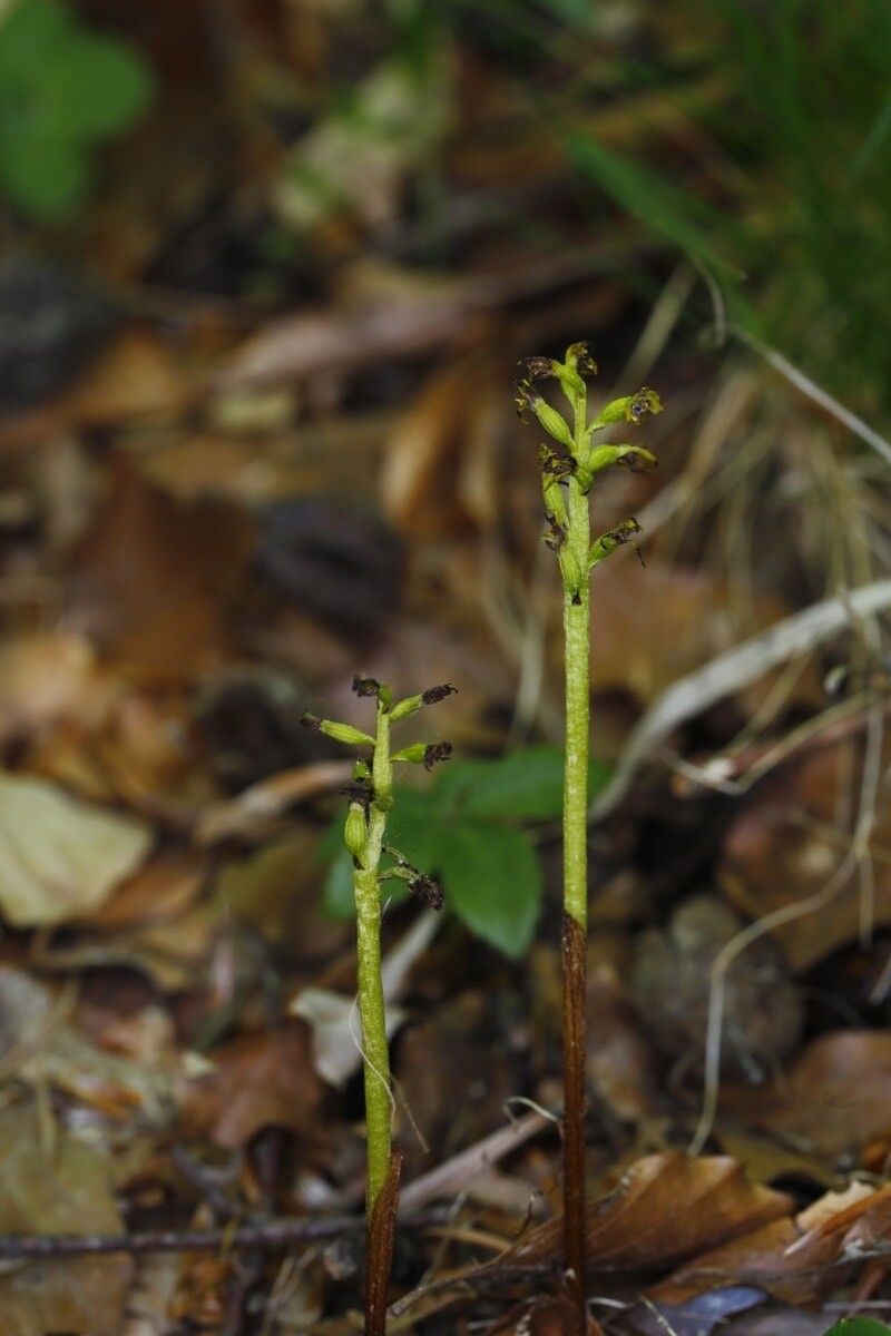 Corallorhiza trifida fruit