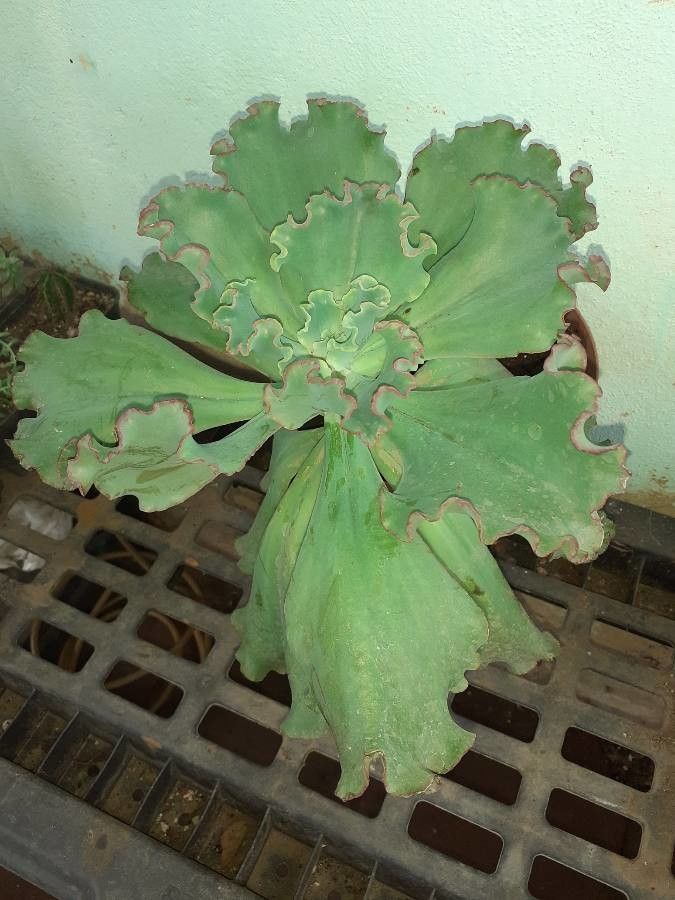 Echeveria crenulata — search result for 'Echeveria'