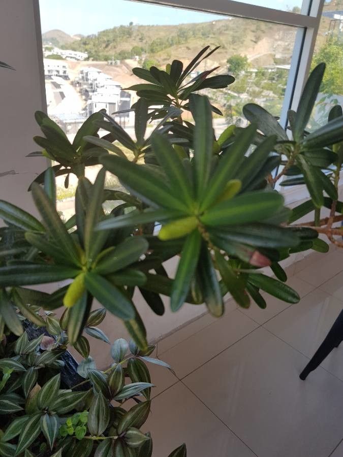 Podocarpus costalis — search result for 'Podocarpus'