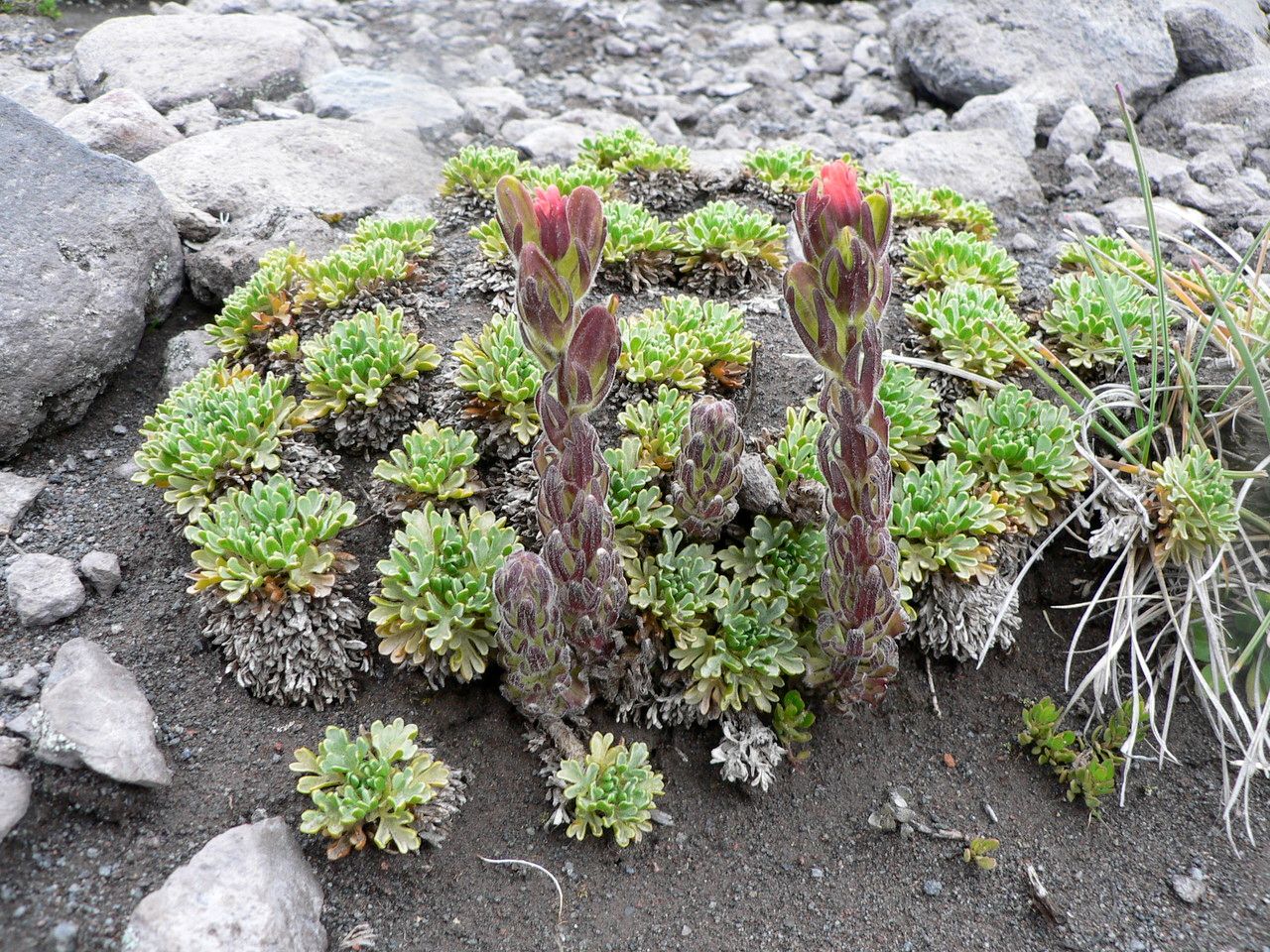 Castilleja nubigena habit