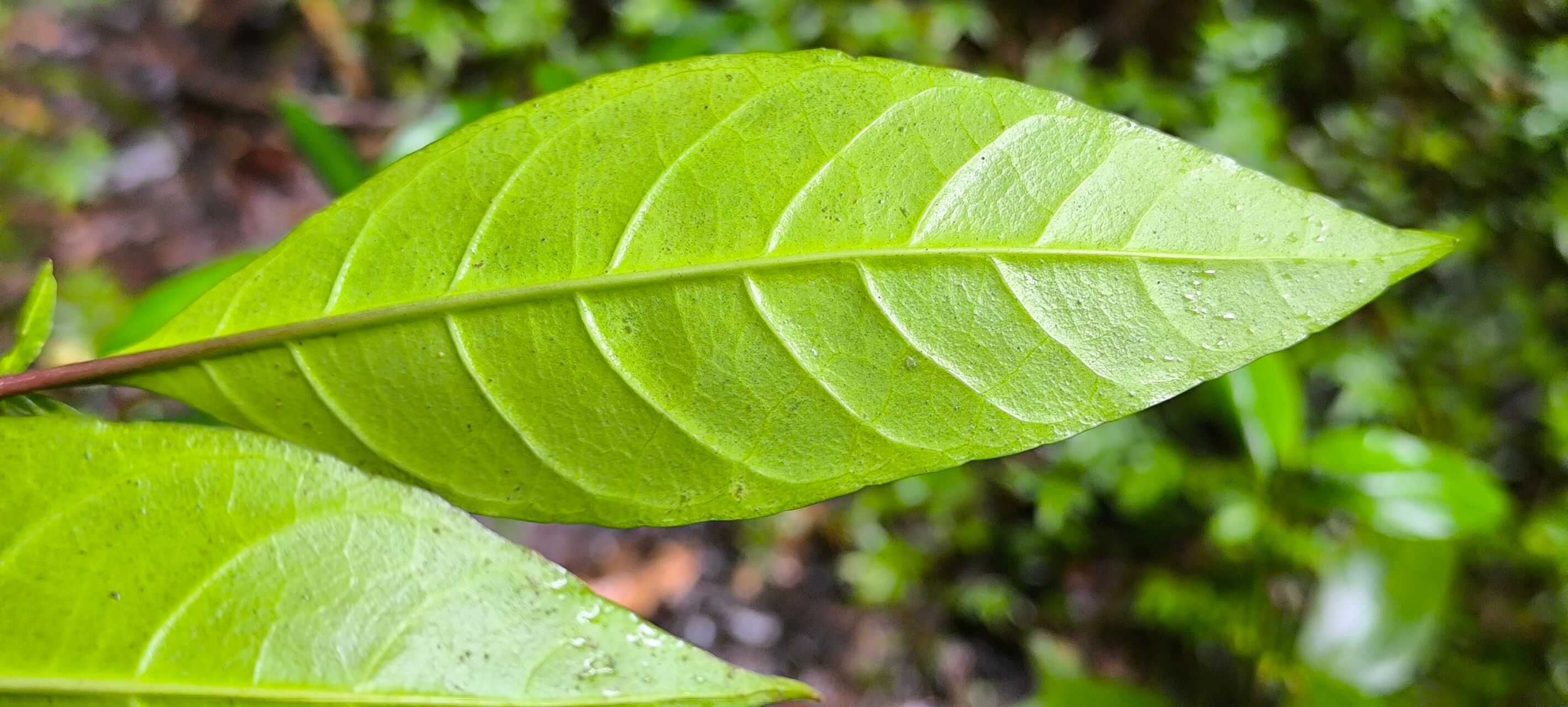 Hypoestes comosa — houseplant care guide