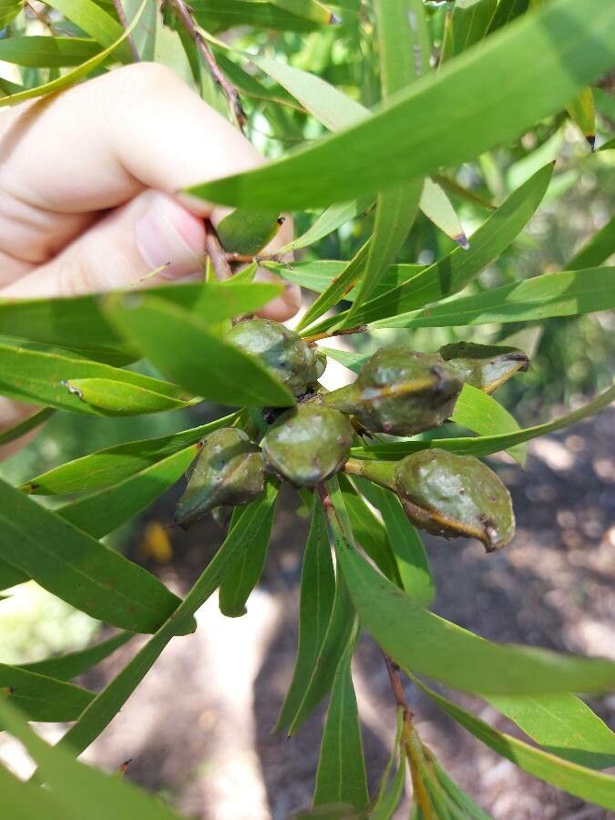 Hakea salicifolia fruit