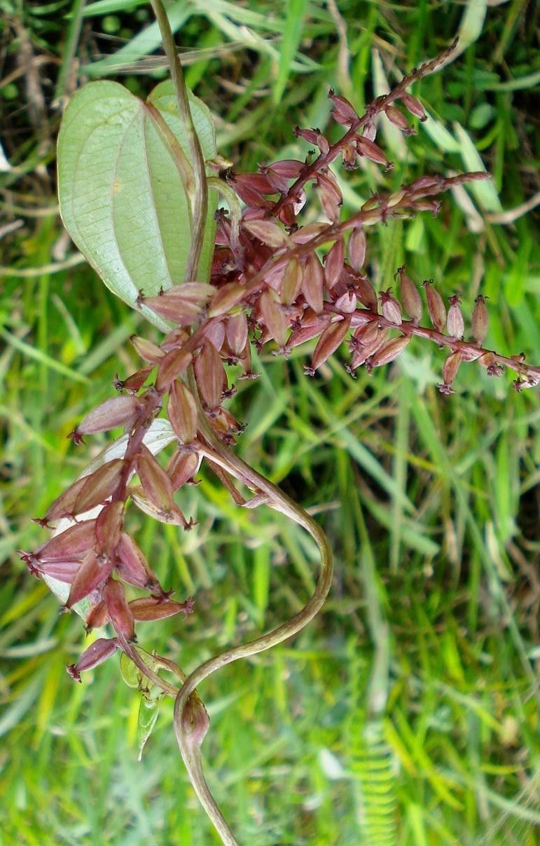 Dioscorea racemosa fruit