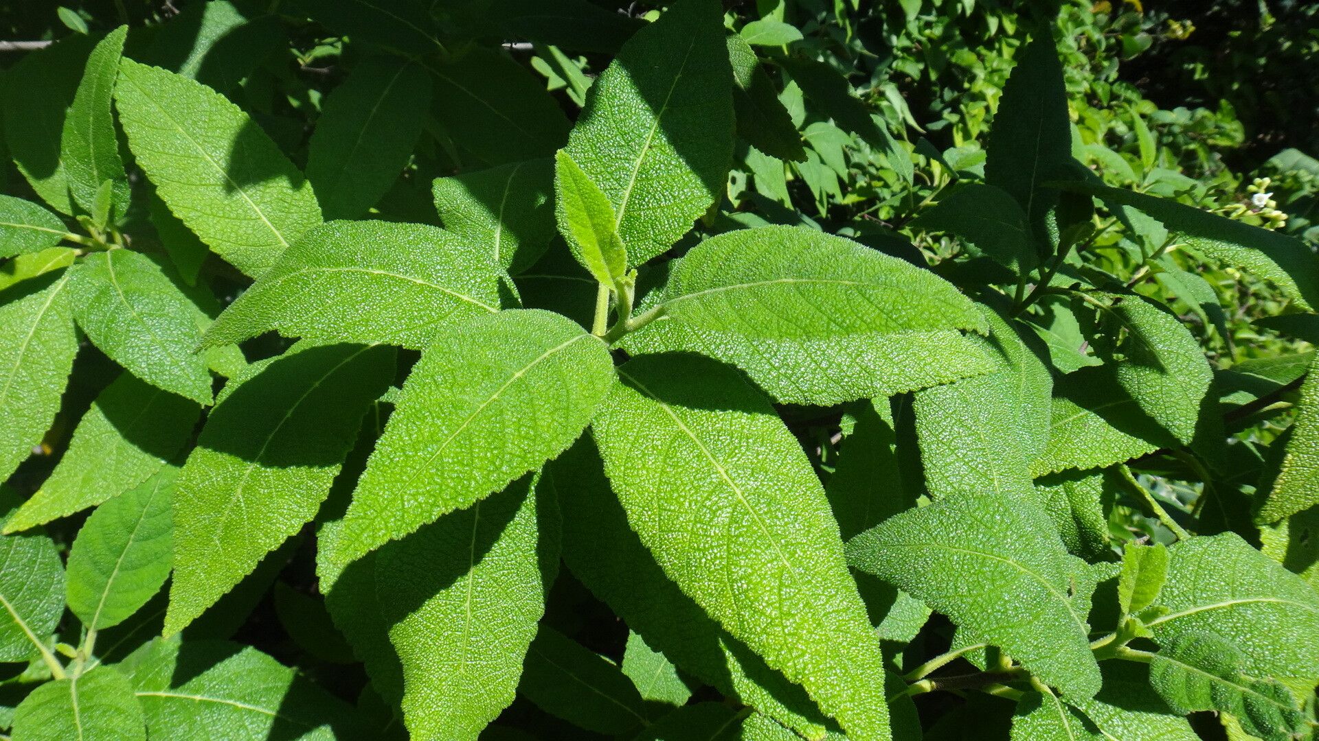 Varronia nesophila — houseplant care guide