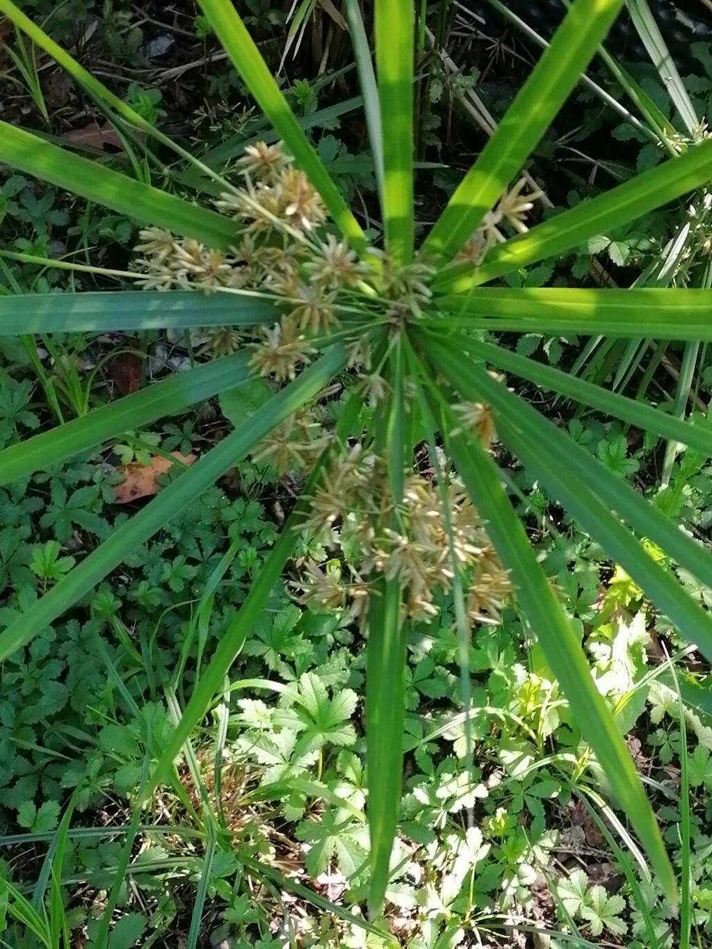 Cyperus involucratus fruit