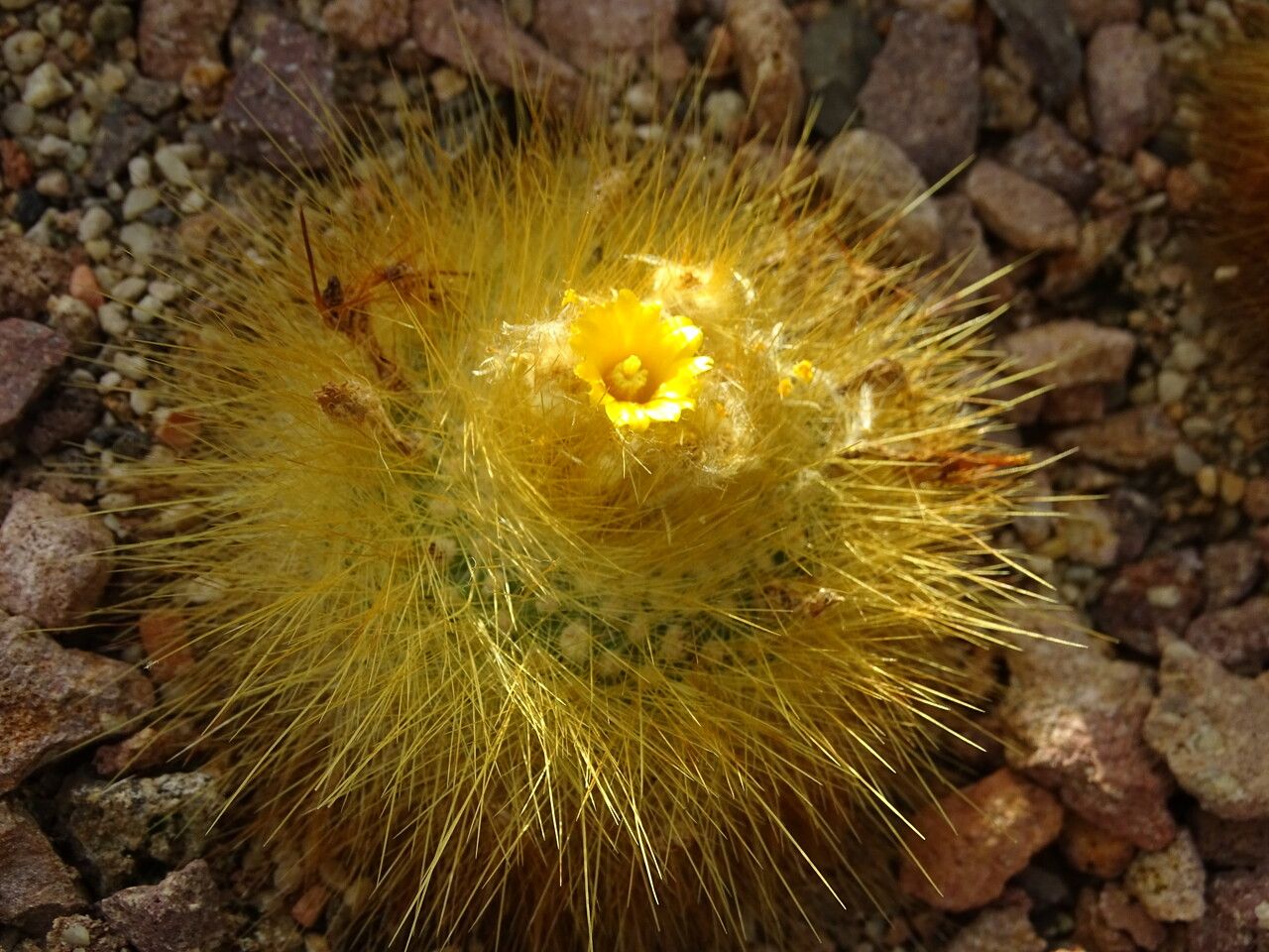 Parodia chrysacanthion habit