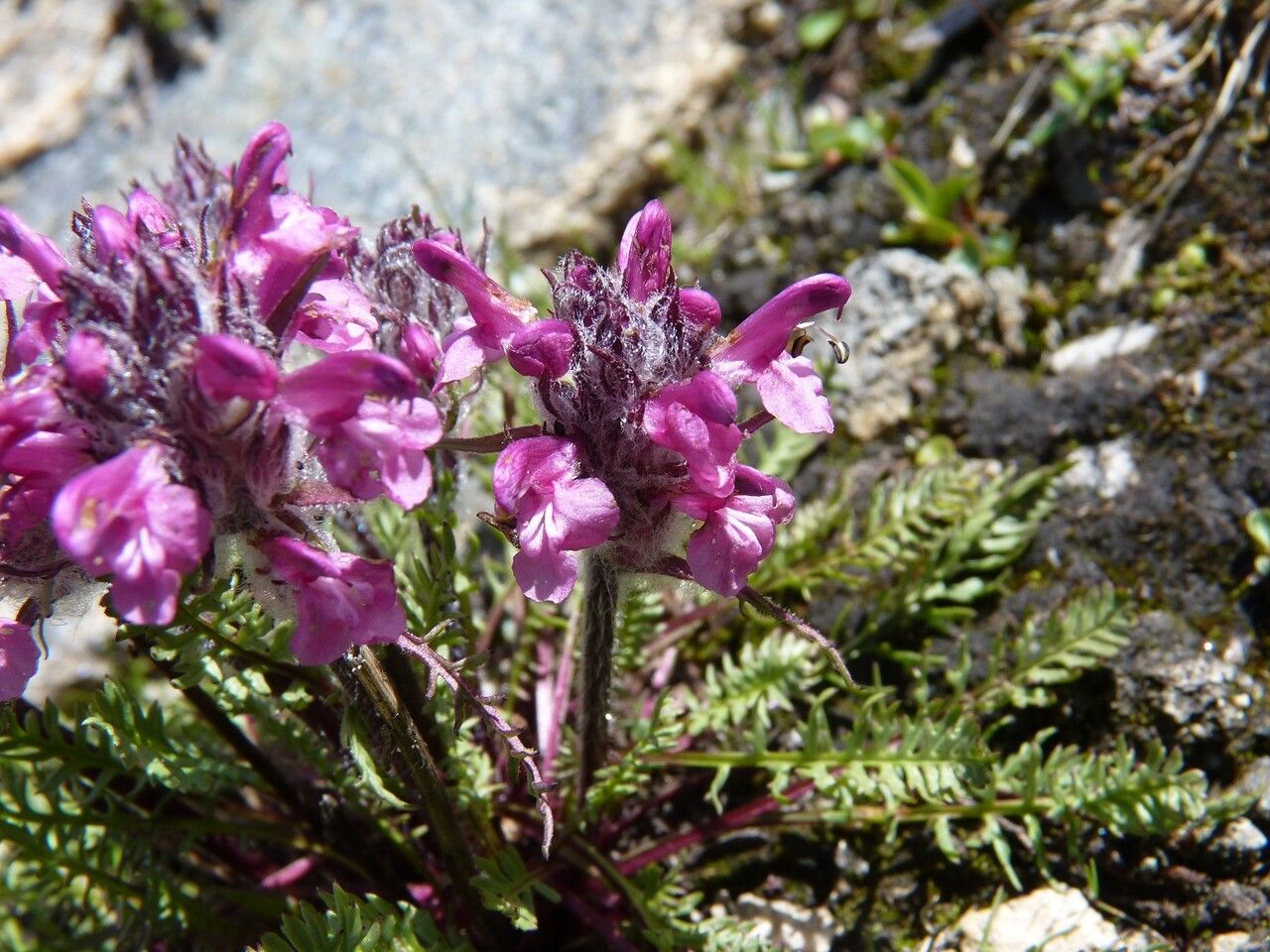 Pedicularis rosea flower