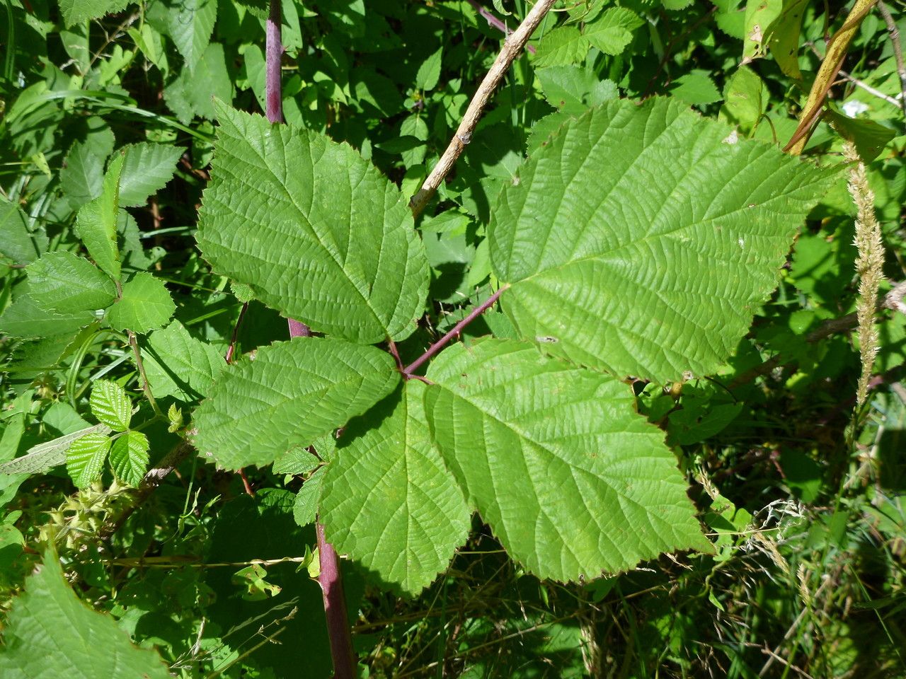 Rubus mougeotii leaf