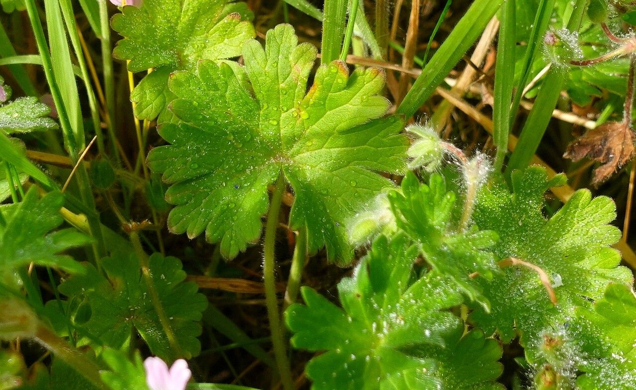 Geranium molle leaf
