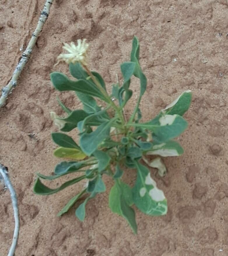 Gaillardia spathulata — search result for 'Gaillardia'
