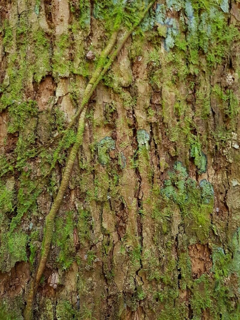 Lecythis mesophylla bark