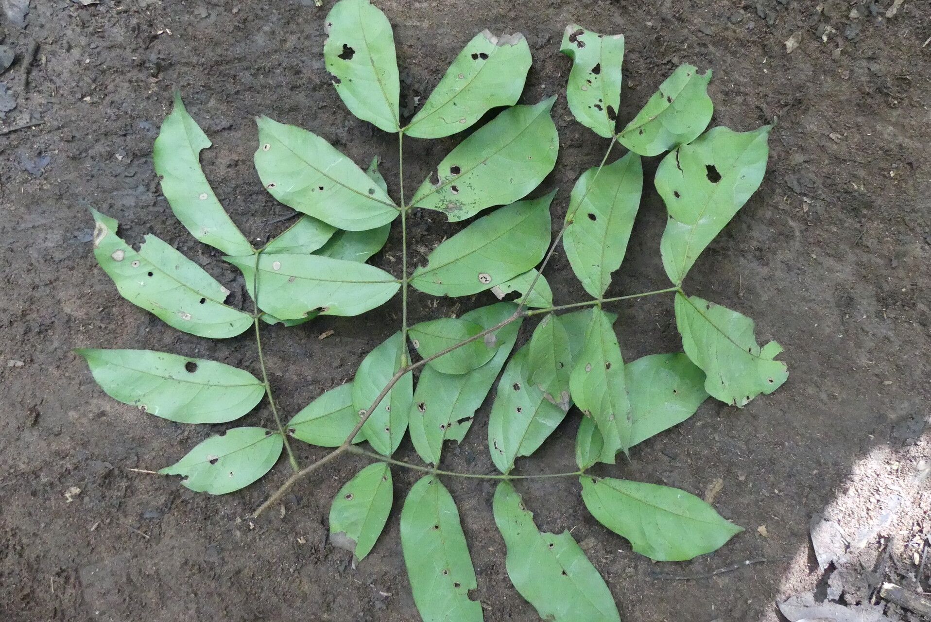 Brachystegia laurentii leaf